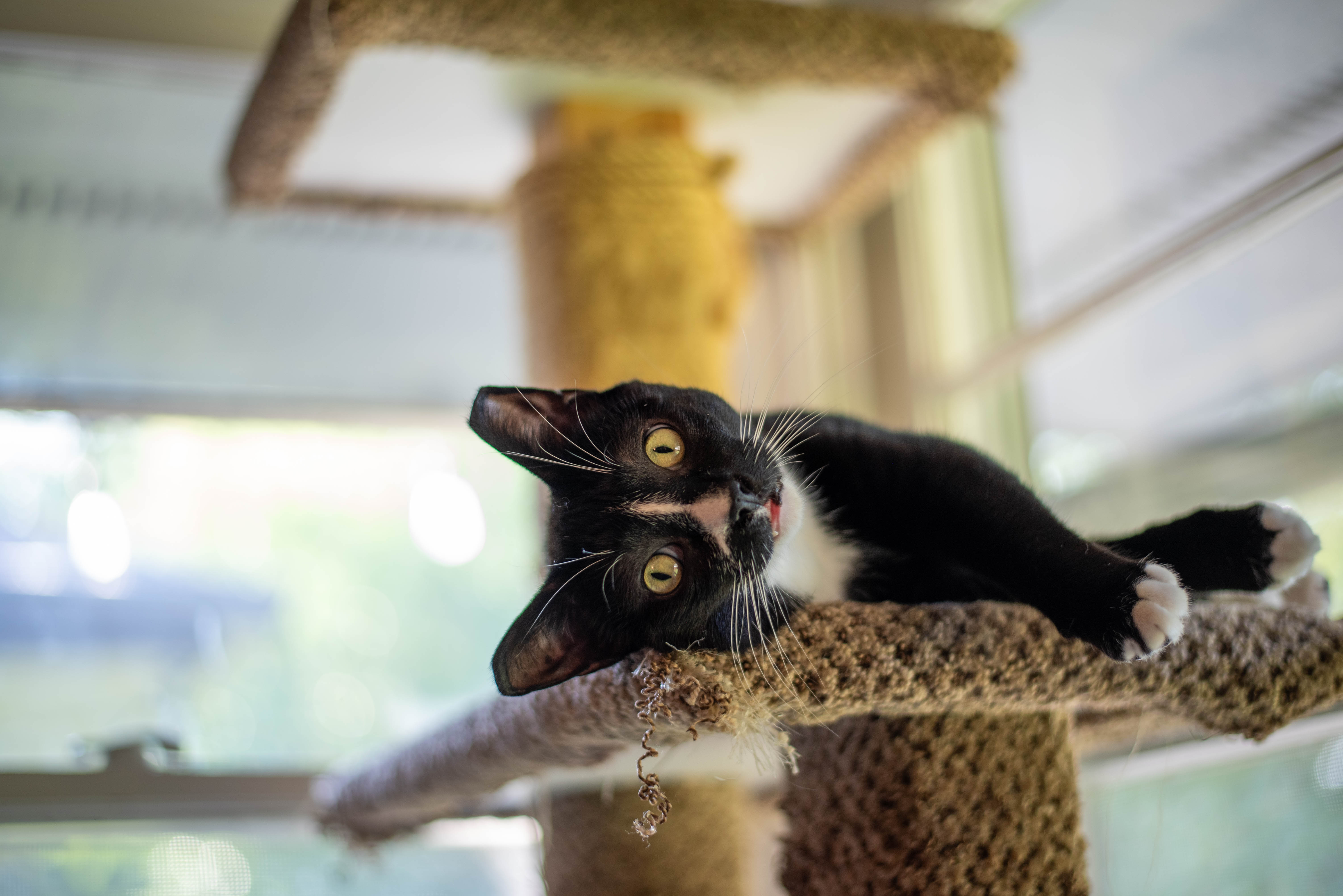 Candid family interaction captured during warm golden hour photography session