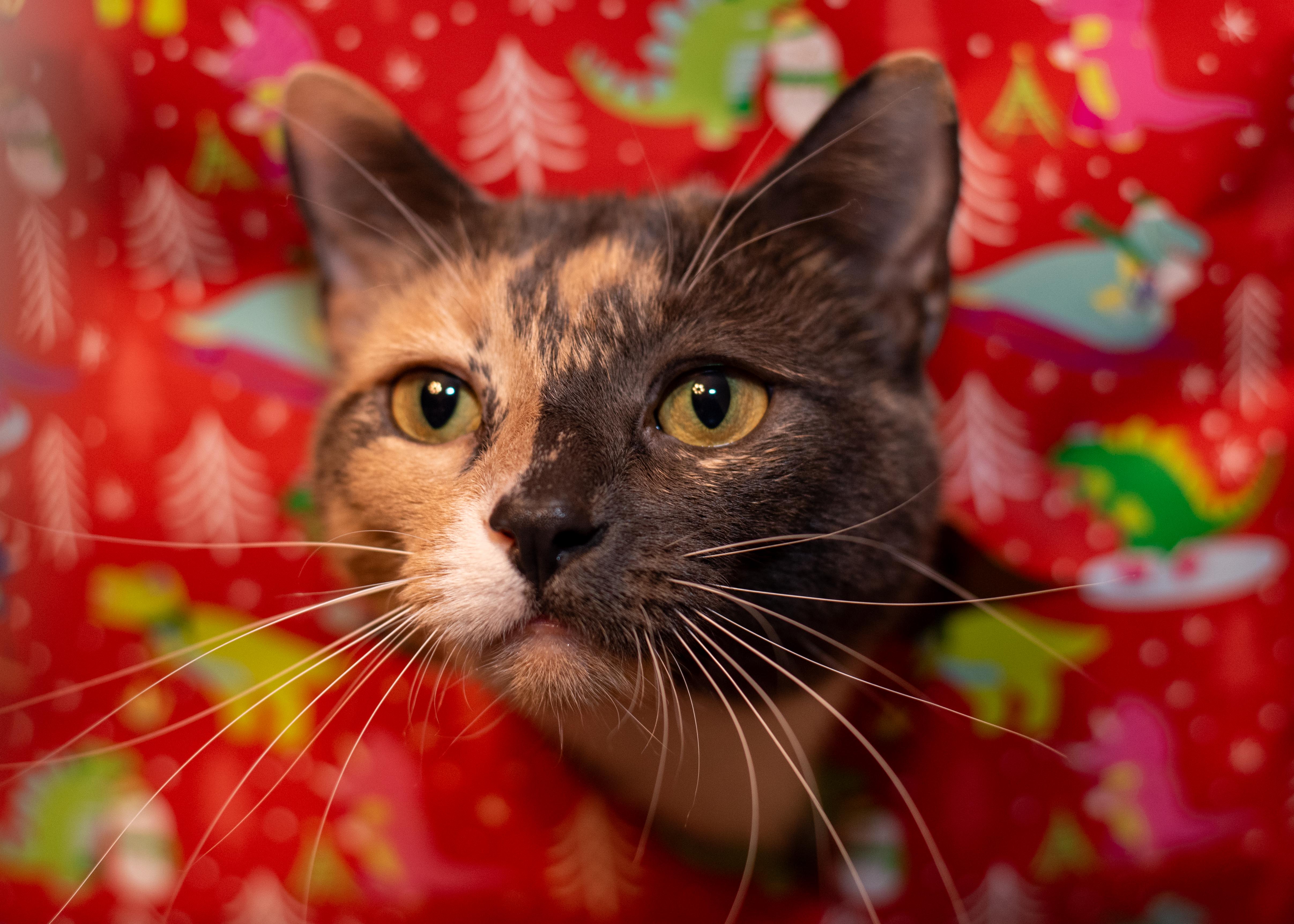 Minnesota photographer capturing natural outdoor family portraits with pets